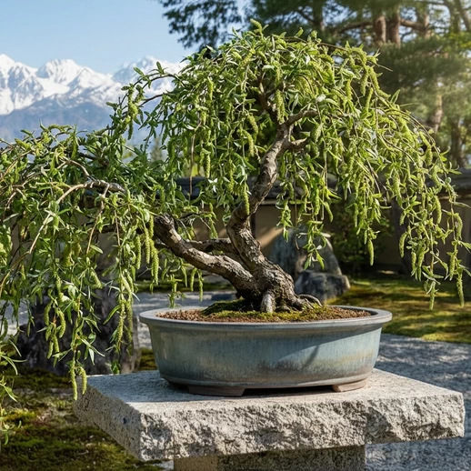 Weeping Willow Bonsai